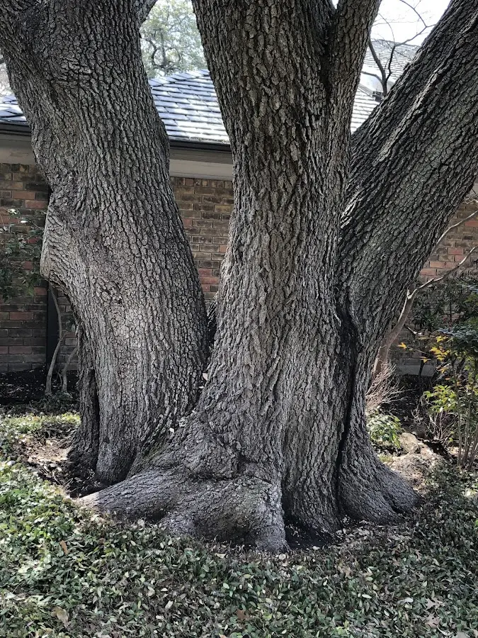 Mature heritage tree close to a Middleton property cared for by certified arborists